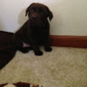 Meet your Posher, Emma